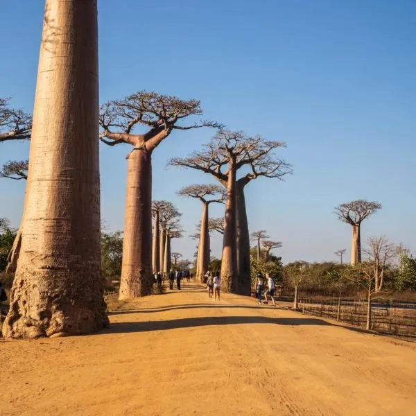 Ile czasu zajmuje lot na Madagaskar z Katowic? Odkryj tajemnice podróży!