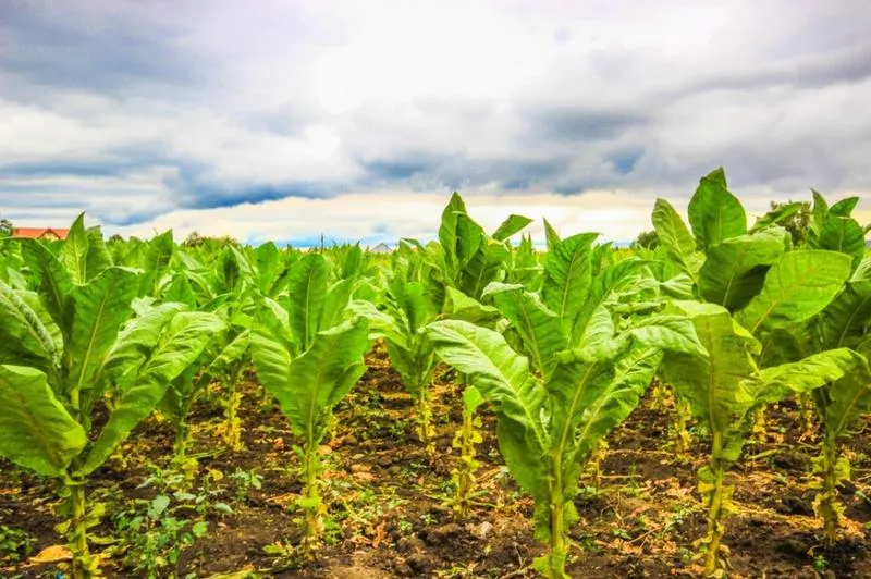 Ile tytoniu można legalnie przewieźć do Anglii?