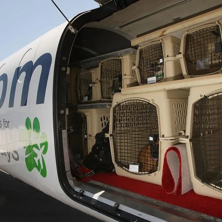 Bezpieczeństwo i komfort psa w podróży