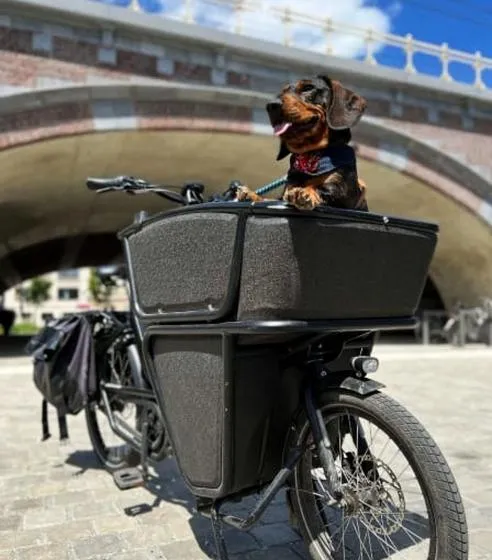 Bezpieczeństwo z psem