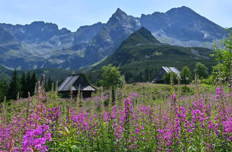 Dojazd do Hali Gąsienicowej