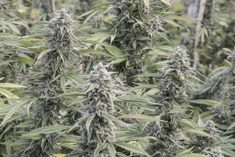 Dokumenti do przewozu marihuany