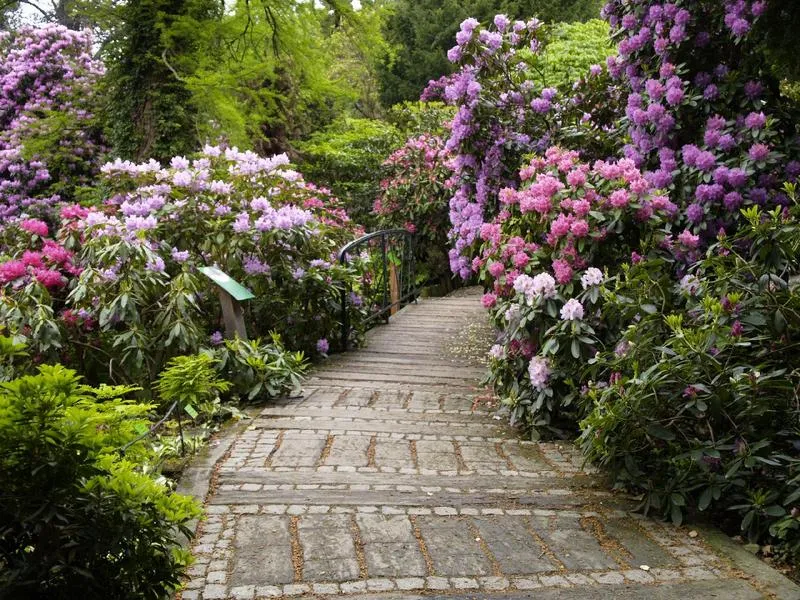 Letnie atrakcje i kolory w arboretum