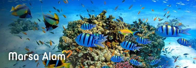 Lot do Marsa Alam