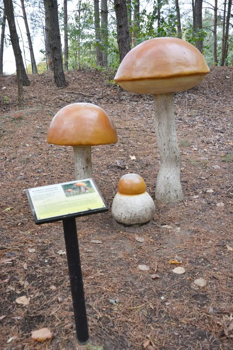 Nietypowy środek transportu