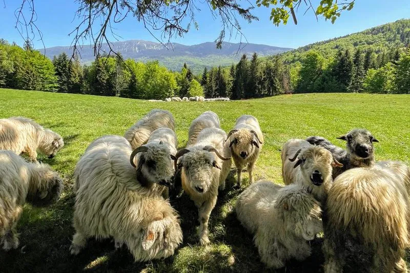 Środki transportu z Katowic do Zawoi